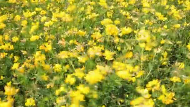 Agriculture Harvest Season Forage Legumes Growing Legumes Field — Video Stock