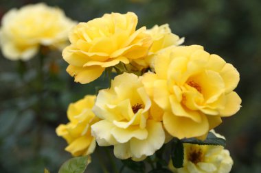 Rose plantation. Growing roses for seedlings. Rose farm.