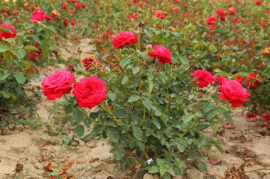 Rose plantation. Growing roses for seedlings. Rose farm.