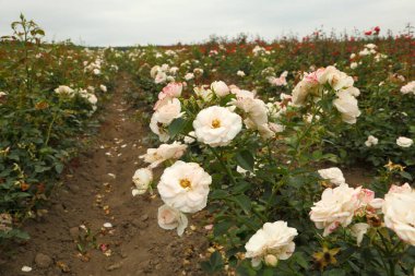 Rose plantation. Growing roses for seedlings. Rose farm.