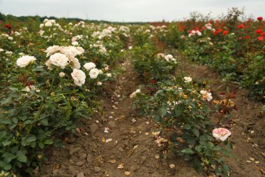 Rose plantation. Growing roses for seedlings. Rose farm.