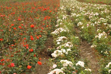 Rose plantation. Growing roses for seedlings. Rose farm.