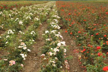 Rose plantation. Growing roses for seedlings. Rose farm.