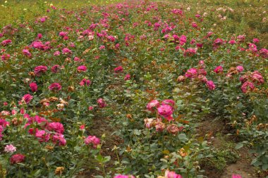 Rose plantation. Growing roses for seedlings. Rose farm.