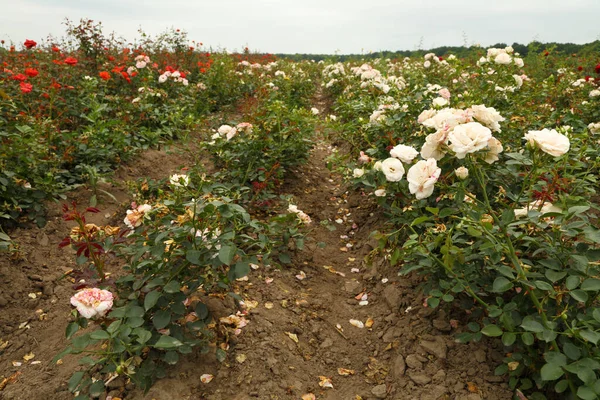 Rose plantation. Growing roses for seedlings. Rose farm.