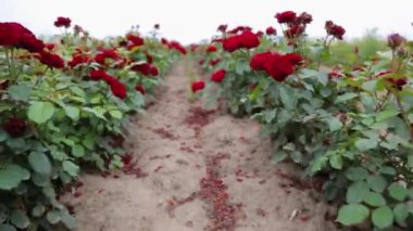 Rose plantation. Growing roses for seedlings. Rose farm.