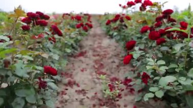 Rose plantation. Growing roses for seedlings. Rose farm.