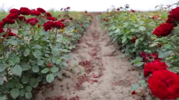 Rose Plantation Growing Roses Seedlings Rose Farm — Wideo stockowe