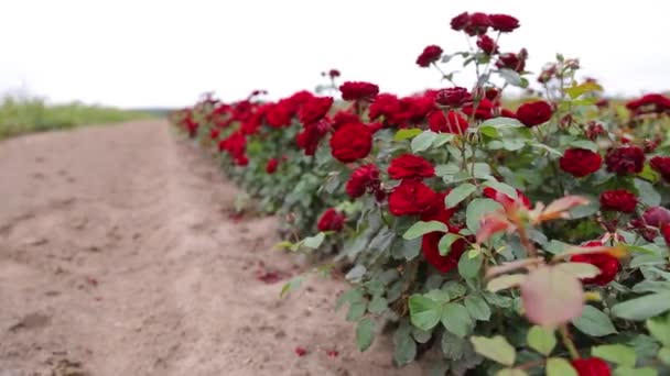 Rose Plantation Growing Roses Seedlings Rose Farm — Vídeo de Stock