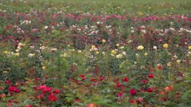 Rose plantation. Growing roses for seedlings. Rose farm.