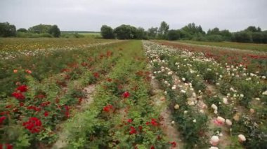 Rose plantation. Growing roses for seedlings. Rose farm.