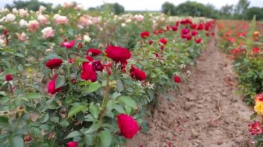 Rose plantation. Growing roses for seedlings. Rose farm.