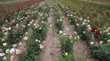 Rose plantation. Growing roses for seedlings. Rose farm.