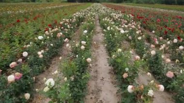 Rose plantation. Growing roses for seedlings. Rose farm.