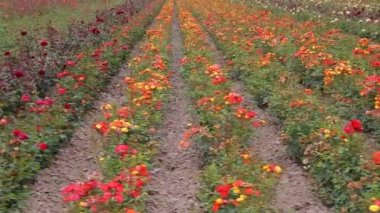 Rose plantation. Growing roses for seedlings. Rose farm.