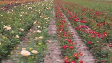 Rose plantation. Growing roses for seedlings. Rose farm.