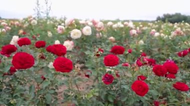 Rose plantation. Growing roses for seedlings. Rose farm.