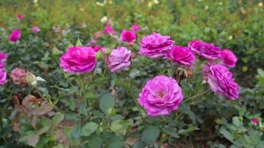 Rose plantation. Growing roses for seedlings. Rose farm.