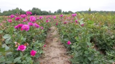 Rose plantation. Growing roses for seedlings. Rose farm.