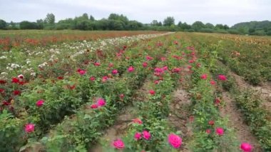 Rose plantation. Growing roses for seedlings. Rose farm.