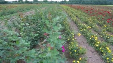 Rose plantation. Growing roses for seedlings. Rose farm.