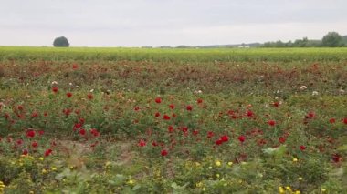 Rose plantation. Growing roses for seedlings. Rose farm.