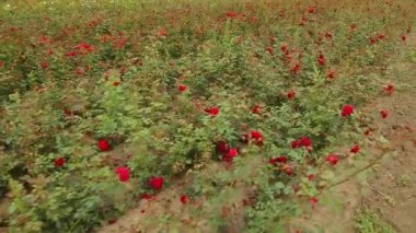 Rose plantation. Growing roses for seedlings. Rose farm.