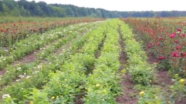 Rose plantation. Growing roses for seedlings. Rose farm.