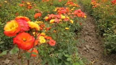Rose plantation. Growing roses for seedlings. Rose farm.