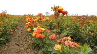 Rose plantation. Growing roses for seedlings. Rose farm.