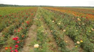 Rose plantation. Growing roses for seedlings. Rose farm.