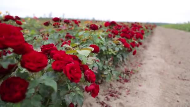 Розовая Плантация Выращивание Роз Саженцев Ферма Роз — стоковое видео