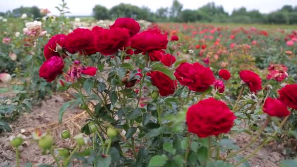 Rose Plantation Growing Roses Seedlings Rose Farm — ストック動画