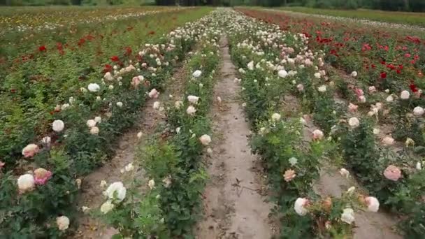 Rose Plantation Growing Roses Seedlings Rose Farm — Video