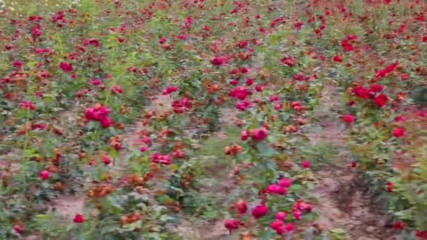 Rose Plantation Growing Roses Seedlings Rose Farm — ストック動画