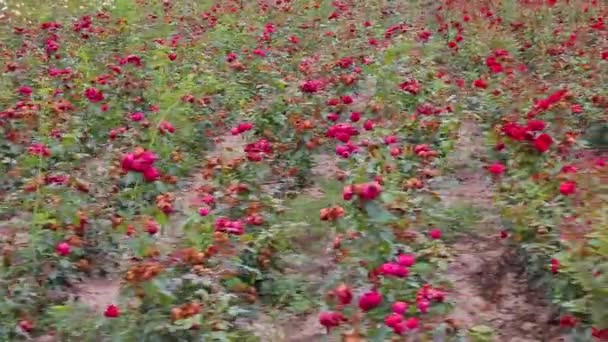 Rose Plantation Growing Roses Seedlings Rose Farm — Stockvideo