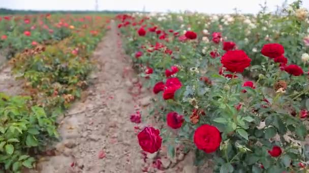 Rose Plantation Growing Roses Seedlings Rose Farm — Vídeos de Stock