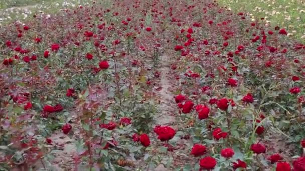 Rose Plantation Growing Roses Seedlings Rose Farm — Vídeos de Stock