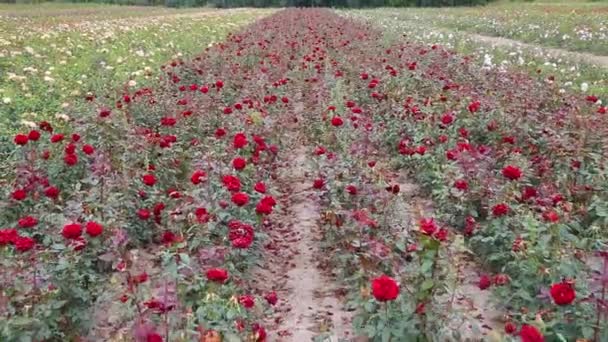 Розовая Плантация Выращивание Роз Саженцев Ферма Роз — стоковое видео