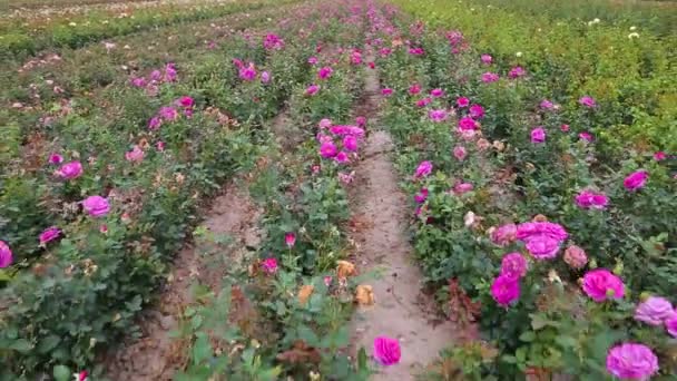 Rose Plantation Growing Roses Seedlings Rose Farm — Stok video