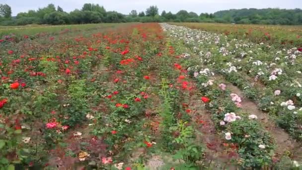 Rose Plantation Growing Roses Seedlings Rose Farm — Vídeos de Stock