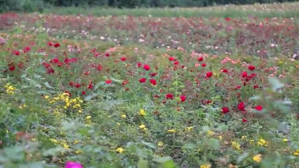 Rose Plantation Rose Farm Growing Roses Seedlings — Vídeos de Stock