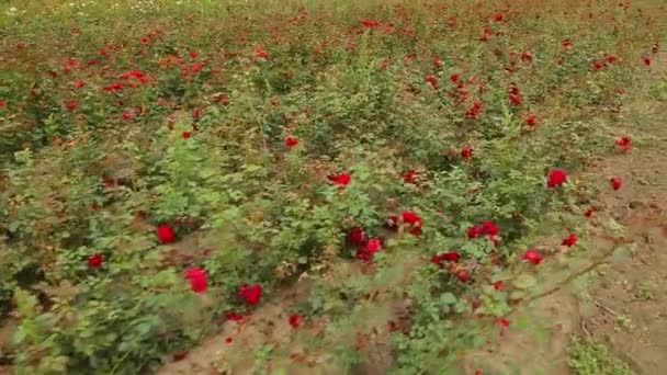 Φυτεία Τριαντάφυλλου Καλλιεργούν Τριαντάφυλλα Για Φυτά Καλλιέργεια Τριαντάφυλλου — Αρχείο Βίντεο