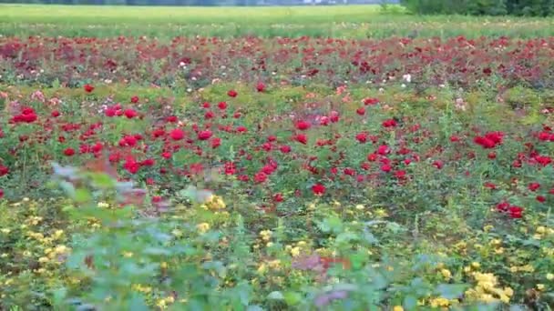 Rose Plantation Growing Roses Seedlings Rose Farm — Video Stock