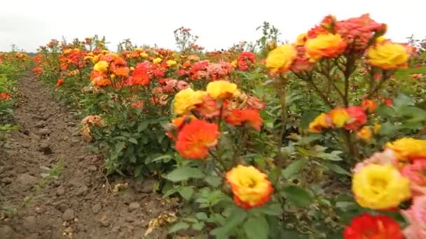 Rose Plantation Growing Roses Seedlings Rose Farm — 비디오