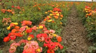 Rose plantation. Growing roses for seedlings. Rose farm.