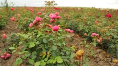 Rose plantation. Growing roses for seedlings. Rose farm.