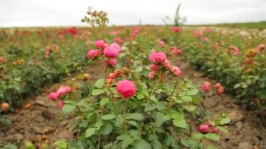 Rose plantation. Growing roses for seedlings. Rose farm.