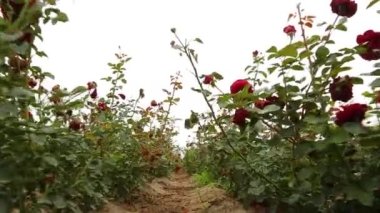 Rose plantation. Growing roses for seedlings. Rose farm.