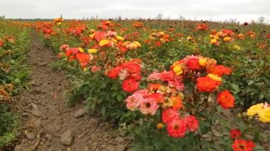 Rose plantation. Growing roses for seedlings. Rose farm.